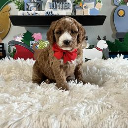 Red Collar Female - Red  female Goldendoodle puppy in Bradenton, Florida from Suncoast Goldendoodles