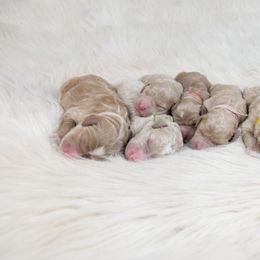 Goldendoodle Puppies from Deborah’s Doodles
