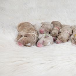 Goldendoodle Puppies from Deborah’s Doodles