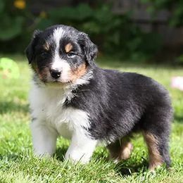 Australian Shepherds from Harvest Moon Aussies