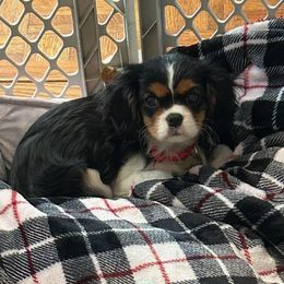 Cavalier King Charles Spaniels from Autumn Hearts Cavaliers