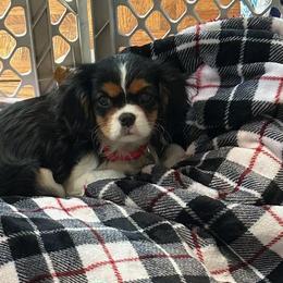 Cavalier King Charles Spaniels from Autumn Hearts Cavaliers