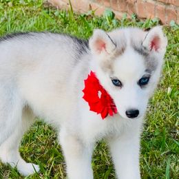 Sandy - Black tan and white female Siberian Husky puppy in Atlanta, Georgia from Lobban Huskies