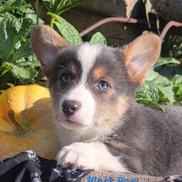 Black Paw Bandana Boy - Blue male Pembroke Welsh Corgi puppy in Cherokee, Oklahoma from MCS Farms-OK