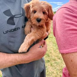 Fuji - Red  male Goldendoodle puppy in West Haven, Utah from Split Mountain Doodles