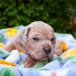 Great Dane Puppies from Hundeity Great Danes