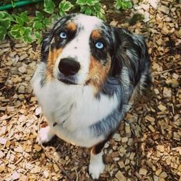 Ellie - Australian Shepherd