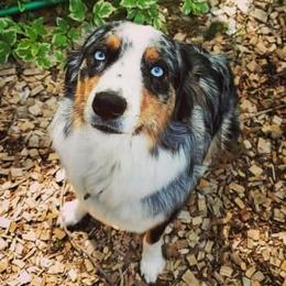 Ellie - Australian Shepherd