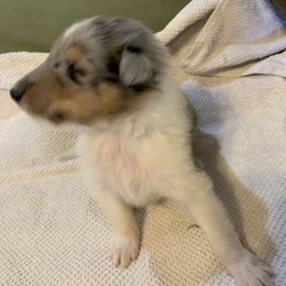 Collie Puppies from ColliesOklahoma