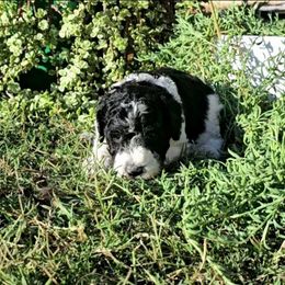 Yellow parti girl - Parti female Labradoodle puppy in San Antonio, Texas from Multigenerational Labradoodles of Central TX