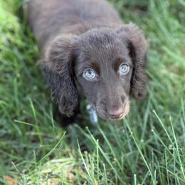 Cockapoo, Dachshund, Miniature Schnauzer, and Yorkshire Terrier Puppies from LUXEYPUPS
