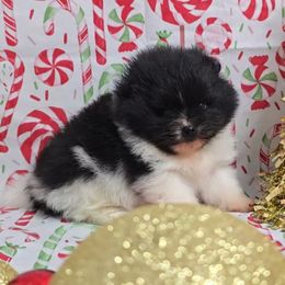 Zuko - Black parti male Pomeranian puppy in Ontario, Oregon from S'more Pomeranians