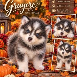 Gruyere (blue)- 2300 - Blue female Pomsky puppy in Spring Hill, Florida from www.PuppyTimeEmporium.com