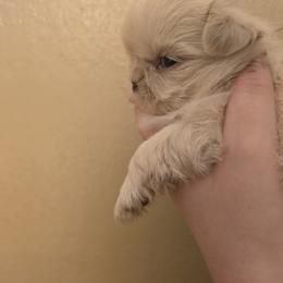 Boy 1 - Gold male Shih Tzu puppy in Norris City, Illinois from Dainty and Darling Shih Tzu