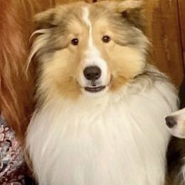 Shetland Sheepdogs from Bonnette's Shetland Sheepdogs