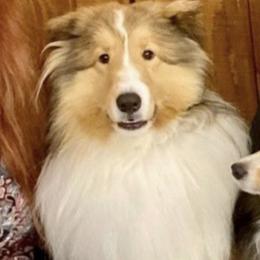 Shetland Sheepdogs from Bonnette's Shetland Sheepdogs