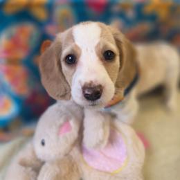 Honey - Piebald female Dachshund puppy in Grant, Michigan from Red Pyne Dashchuands