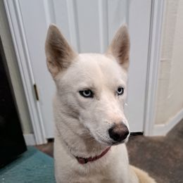 Daisy - Siberian Husky