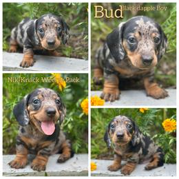 Bud - Black and tan male Dachshund puppy in Florida from Niki Humphries' Dachshunds