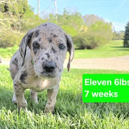 Eleven - Merle female Great Dane puppy in Alto, Michigan from DeVine Danes