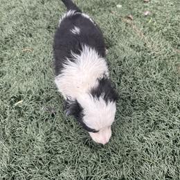 Boy 3 - Black and white male Border Collie puppy in Temecula, California from Joni Gibson's Border Collies