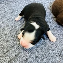 Sherman - Black tri male Toy Australian Shepherd puppy in Norco, California from Joyfulpuppies