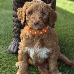 Mr. Orange - Red male Australian Labradoodle puppy in Wake Forest, North Carolina from Lucky Country Labradoodles