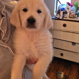 Hank - Light golden male Golden Retriever puppy in Dunlap, Tennessee from Mountain Laurel Goldens