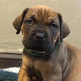 Green Collar - Fawn male Boerboel puppy in Bon Aqua, Tennessee from Erickson Ranch Boerboels