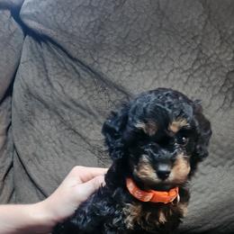 Phantom Male - Phantom male Poodle puppy in Louisiana from Mias Bayou Puppies, LLC