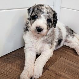 Bernedoodle Puppies from Willow Creek Farm