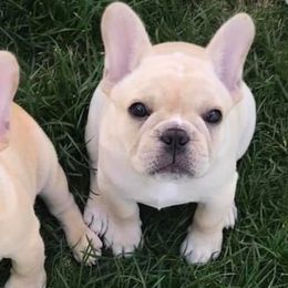 French Bulldogs from Möbius Strip Frenchies