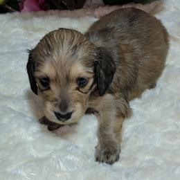 Dachshund Puppies from CLARK'S BREEDING PROGRAM
