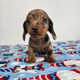TINY Chocolate and tan dapple female - Dapple female Dachshund puppy in Belle Rive, Illinois from Akin's Miniature Dachshunds, LLC