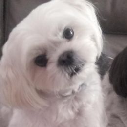 Shih Tzus from Cutie Shihtzu Puppies