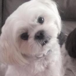 Shih Tzus from Cutie Shihtzu Puppies