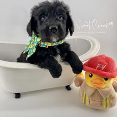 Newfoundland, Newfypoo, and Sheepadoodle Puppies from Sweet Creek Pups