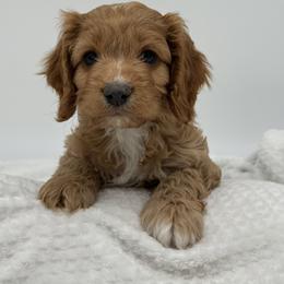 Gucci - Red male Cavapoo puppy in Austin, Texas from Doodles of Central Texas