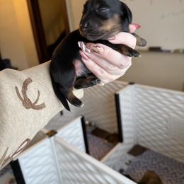 Bridger - Black and tan male Dachshund puppy in Alexander, North Dakota from Wild Rose Ridge Doxies