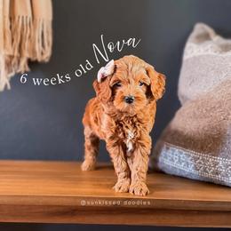 Nova - Red  female Goldendoodle puppy in Garden Grove, California from Sunkissed Doodles