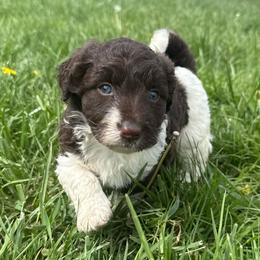 Tina - White and red female Bordoodle puppy in Canfield, Ohio from Poo's Doo's & Inu's