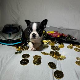 Boy 2 - Black and white male Boston Terrier puppy in London, Kentucky from Puppy Love