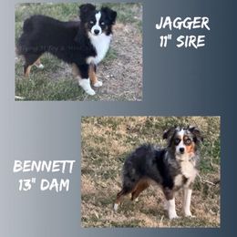 Pembroke Welsh Corgi puppies from Rising JM Pembrokes