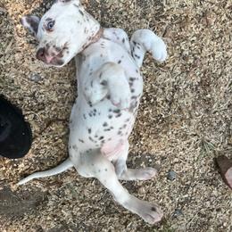 Periwinkle(LUA) - White and liver brown female Dalmatian puppy in Wilson, North Carolina from New Horizonz Dalmatians