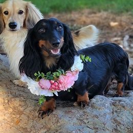 Bam - Dachshund