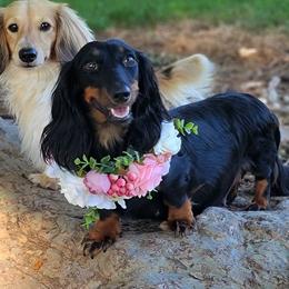 Bam - Dachshund