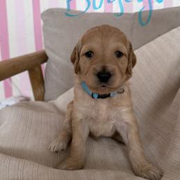 Goldendoodle Puppies from Felicia Ferkin