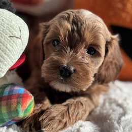 Aussiedoodle and Cavapoo Puppies from Pawsome Aussie Doodles and Oodles