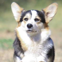 Panda - Pembroke Welsh Corgi