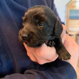 Boy 2 - Black male Dachshund puppy in Vinton, Iowa from Lerch Family Dachshunds